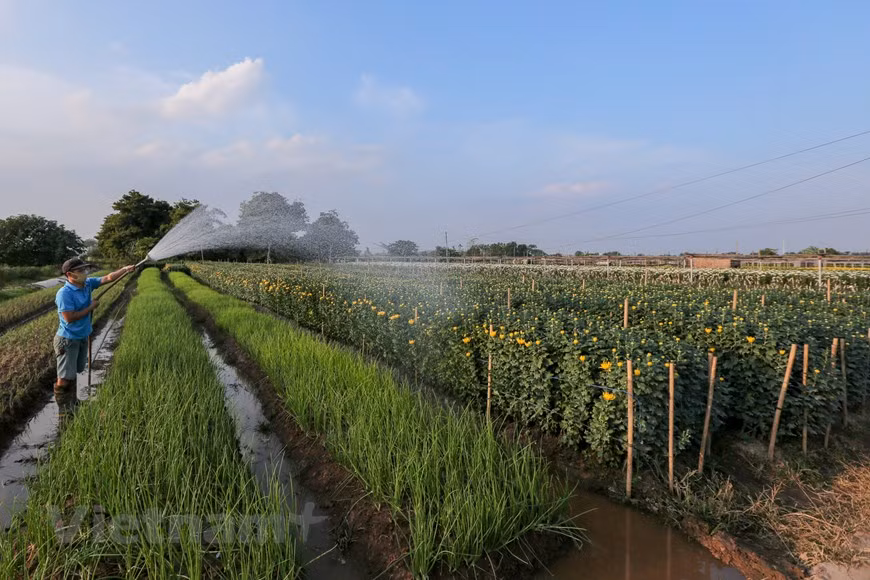 Tây Tuu produit plus de 250 millions de tiges de fleurs par an qui génèrent 180 millions de dôngs/ha/an. Son chiffre d’affaires atteint plus de 40 milliards de dôngs par an. Photo: Vietnamplus 