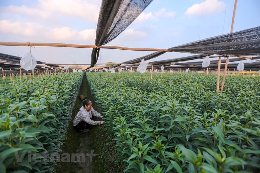 Photo: Vietnamplus 