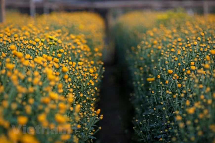 Des fleurs partout, au champ, dans le jardin, des couleurs éclatantes et des parfums enivrants… Dans ce village, le Têt est la saison de la prospérité. Photo: Vietnamplus 