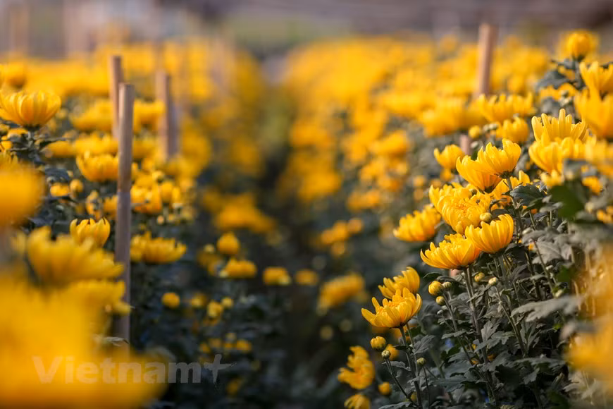 Photo: Vietnamplus 