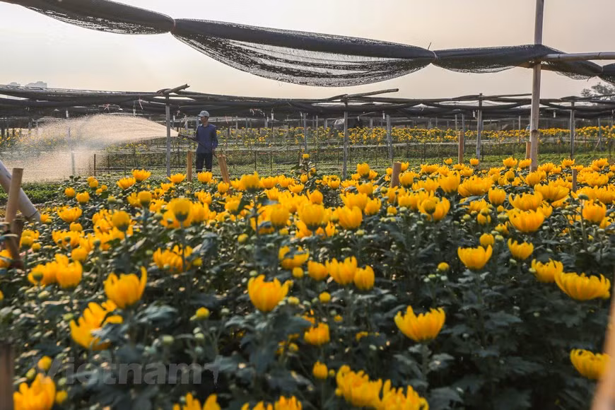 Afin de fournir aux clients de belles fleurs pour le Têt, tout le monde travaille d’arrache-pied du matin au soir. Photo: Vietnamplus 