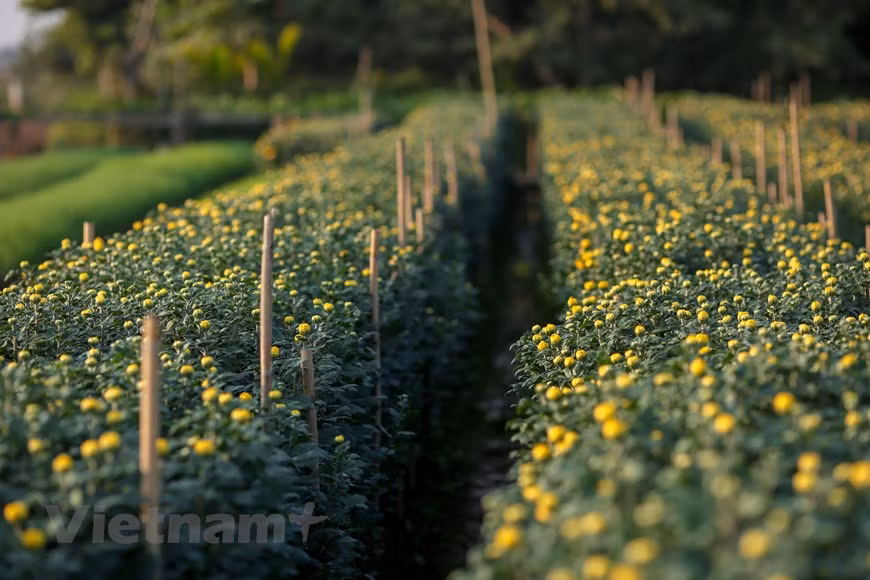 Photo: Vietnamplus 