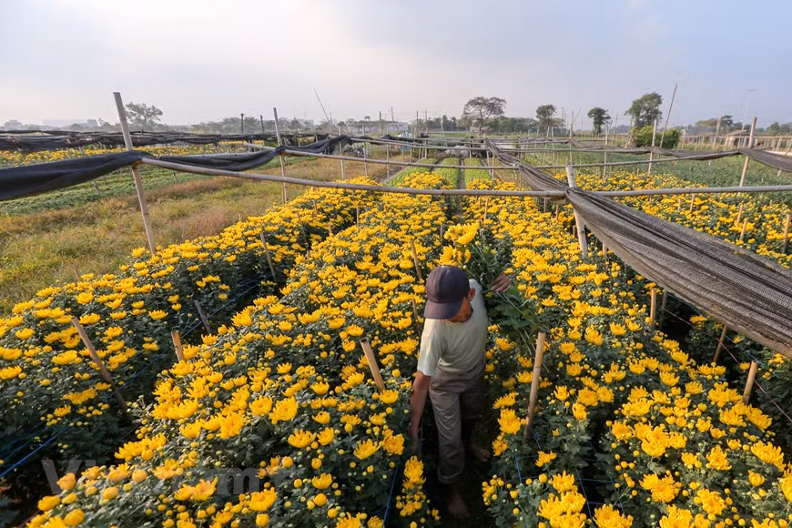 Photo: Vietnamplus 