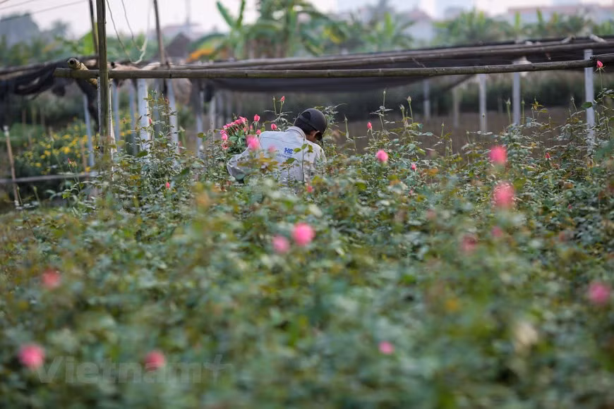 Les fleurs ne sont pas seulement destinées au marché de la capitale, loin de là. À l’occasion du Têt, une partie de la production s’envole pour Hô Chi Minh-Ville afin d’approvisionner les provinces du Sud. Photo: Vietnamplus 