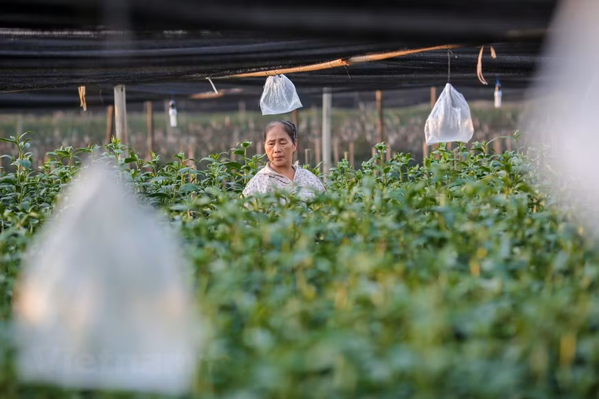 Photo: Vietnamplus 