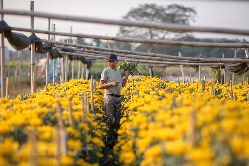 Les fleurs demandent un entretien de tous les instants. Photo: Vietnamplus 
