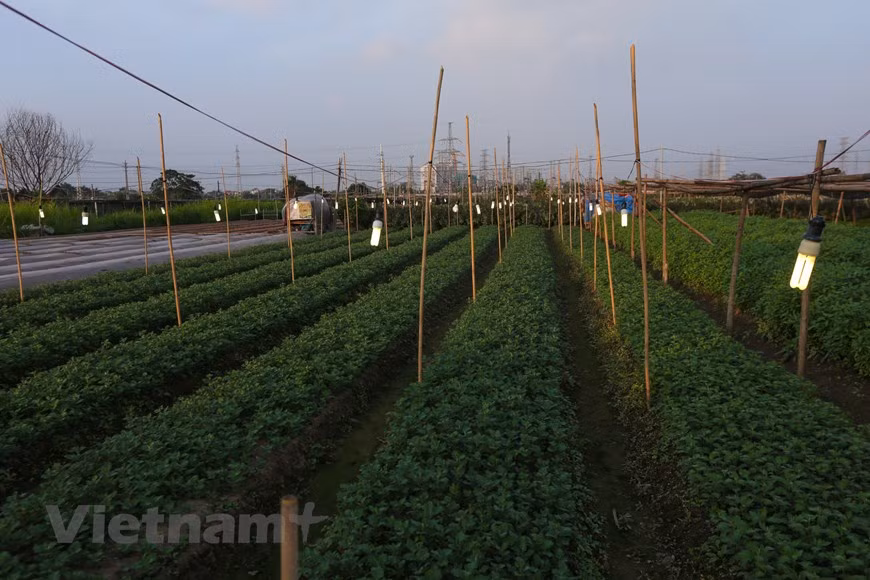 Au total, plus de 300 ha - soit près de 85% des terres cultivables - sont alloués à la floriculture. Photo: Vnplus 