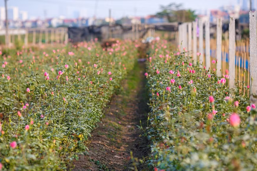 Photo: Vietnamplus 