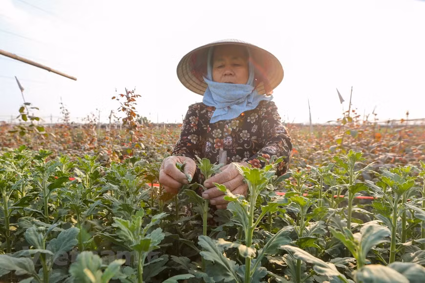 Photo: Vietnamplus 