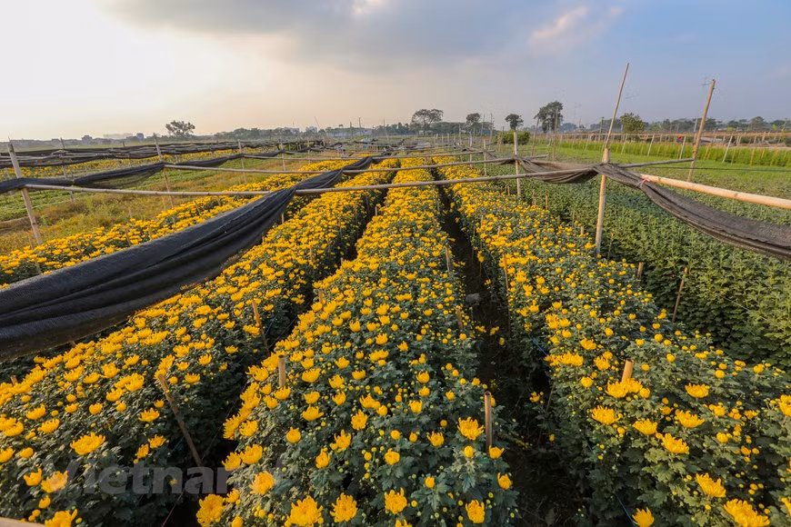 Le village de Tây Tuu est bien connu pour la floriculture. Depuis longtemps, il fournit chaque année sur le marché national ainsi qu’à l’étranger plus de 250 millions de fleurs. Photo: Vietnamplus 