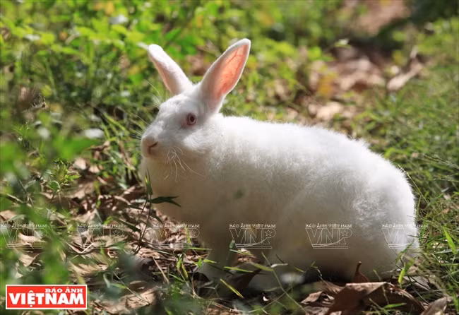 En comparaison d'un lapin vietnamien, le lapin néo-zélandais a un taux de reproduction plus élevé. 