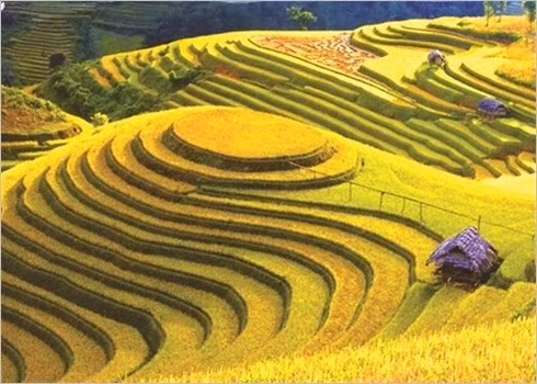 Les rizières en terrasses qui descendent des flancs des montagnes environnantes en formant un étonnant patchwork de couleurs sont l’une des attractions majeures de Sa Pa.