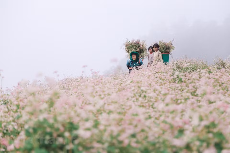  En sa pleine floraison, les fleurs de sarrasin donnent une toute nouvelle allure aux paysages de la région à l’extrême Nord du Vietnam. Avec leurs couleurs rose et violet, les fleurs de sarrasin éclairent le tableau des montagnes karstiques et des roches épineuses en le rendant extrêmement gracieux et mystérieux. Selon une légende de l’ethnie minoritaire des H’mong, à l’époque où les habitants de cette région montagneuse vivaient principalement du riz et du maïs, une famine dévasta les villages. La terre est devenue stérile et les gens partirent à la recherche de nourriture. Un jour, un parfum étrange et agréable les attira et les poussa à suivre... 