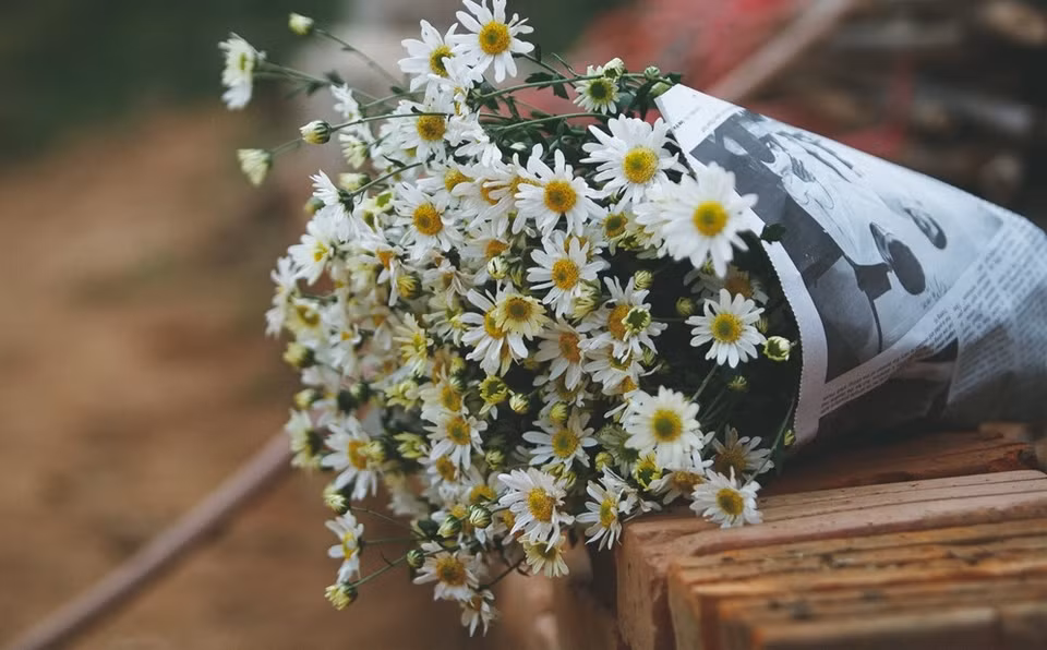 Entre mi-novembre et mi-décembre, les marguerites Daisy sont omniprésentes dans les rues de Hanoï. Photo: Internet