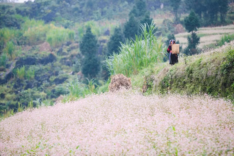  La province montagneuse de Ha Giang (Nord) attire également les touristes par ses immenses rizières en terrasses, ses champs de fleurs de sarrasin et ses paysages montagneux grandioses. Ha Giang compte environ 800 000 habitants, dont 90% issus de minorités ethniques préservant encore leurs cultures et leurs styles de vie traditionnels. Les plus nombreux sont les H’mong, Tay, Dao et Nung. La province attire les touristes par ses immenses rizières en terrasses,ses champs de fleurs de sarrasin et ses paysages montagneux grandioses. Ha Giang se trouve à la plus haute latitude du Vietnam. Elle est entourée des provinces de Cao Bang, Lao Cai, Yen Bai et de Tuyen Quang, et frontalière de la Chine par le Nord. Chaque saison, Ha Giang a sa propre beauté à conquérir.