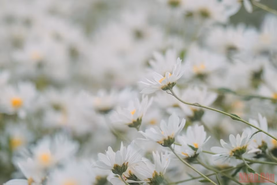 En cette période, ce serait une faute de goût de ne pas acheter un bouquet. Mais pour plus de romantisme, allez admirer les champs de fleurs en banlieue. Photo: Nhandan.vn