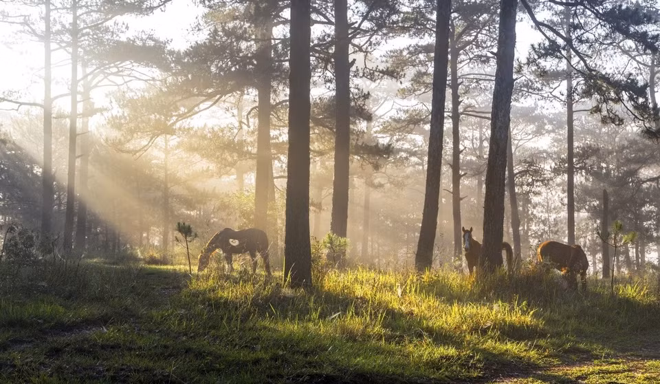 Chevaux sous les rayons du soleil à travers les pins au lac Than Tho.