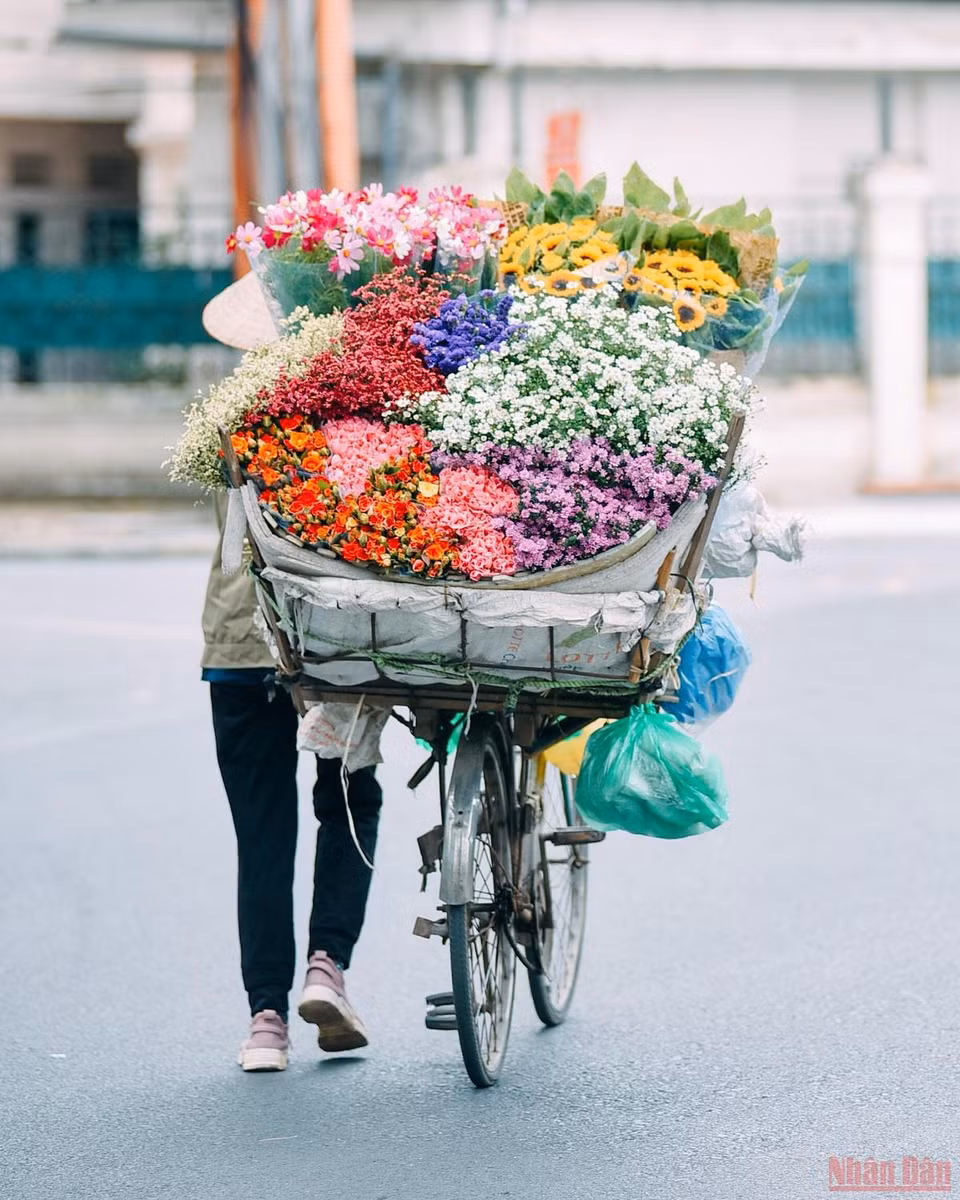 Quand Hanoï ressent les premiers vents hivernaux, c’est la pleine saison des marguerites Daisy (Astéracées), une fleur de la même famille que les chrysanthèmes. Photo: Nhandan.vn