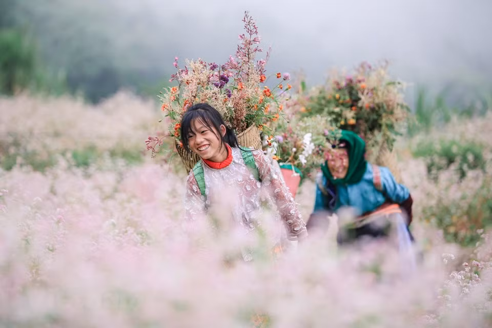 Simple mais adorable, modeste mais charmant, le sarrasin s’harmonise avec la couleur verte de la forêt et la couleur grise des montagnes, ce qui crée une source inépuisable d’inspiration pour les amateurs des arts. Mais la caractéristique la plus originale et la plus belle de la fleur est son sens - de forme élancée mais pleine d'énergie et de beauté, surmontant toujours les défis féroces de la nature. À la fin de l'automne, les fleurs deviennent plus belles et plus attrayantes. Afin de promouvoir les potentiels touristiques de la région, les autorités de Ha Giang ont décidé d'augmenter le nombre de champs de fleurs de sarrasin afin d'attirer davantage de visiteurs.