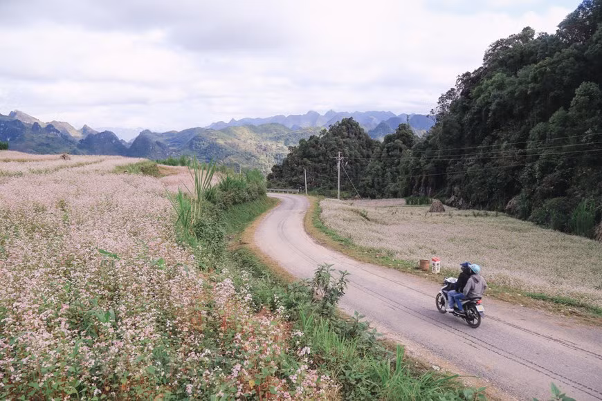 La fin de l'année est le moment où les champs de sarrasin sont en pleine floraison, embellissant encore plus Ha Giang.