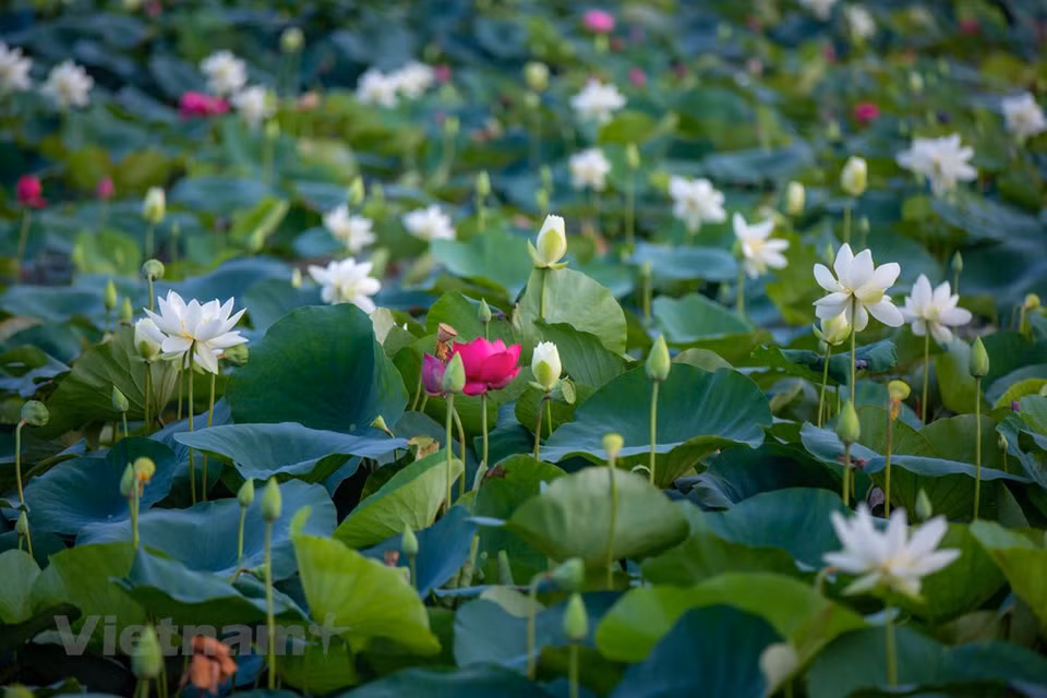 Depuis quelques années, des chapeaux coniques sont également fabriqués à partir de feuilles de lotus sont connus. Les feuilles sont récoltées quand les fleurs commencent à s’épanouir. Elles sont bien soignées à travers plusieurs étapes avant d’être transformées. Le traitement doit maintenir la forme naturelle des veines. Il faut, dans un premier temps, laver soigneusement les feuilles avec de l’eau propre pour éliminer les impuretés. Puis, une étape de séchage au soleil s’impose, suivie d’un repassage qui va rendre les feuilles très lisses. Elles sont ensuite assemblées à l’extérieur d’un chapeau conique traditionnel. Les chapeaux coniques en feuilles de lotus sont fabriqués par les artisans du village de Dôc So dans la province de Thua Thiên-Huê. Photo: VietnamPlus