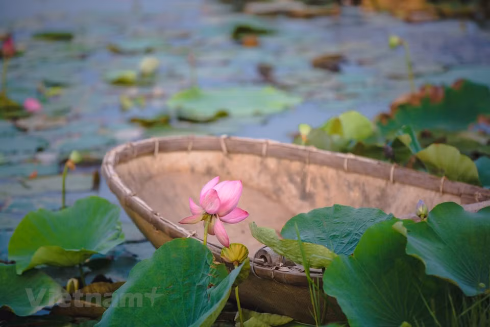 Le lotus est facile à cultiver, s'adapte aux zones basses et inondées, nécessite peu d'investissement et de soins, a des rendements stables, des produits faciles à consommer et apporte des bénéfices élevés. Tous les végétaux ont des vertus, c’est une chose entendue. Mais certains d’entre eux en ont beaucoup: médicinales, nutritives, esthétiques… C’est notamment le cas du lotus qui, comme chacun sait, est la fleur emblématique du Vietnam, et qui, comme si cela ne lui suffisait pas, est un gage de prospérité pour qui sait en tirer toute la substantifique moelle… Des friandises, du lait, de l’alcool, du thé, de la soie, des objets décoratifs… Tout est bon, dans le lotus!... Photo: VietnamPlus