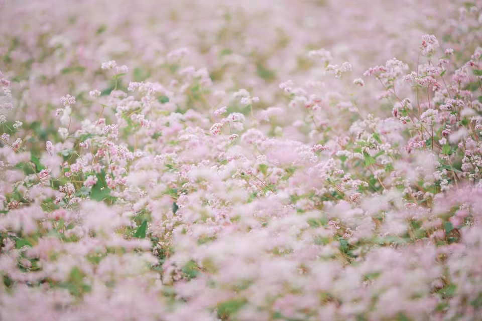 Lorsque les rizières en terrasses sont mûres et puis récoltées, toute la colline est recouverte par un tapis de fleurs qui concurrencent en termes de couleurs. Très pittoresque et romantique. Et la saison la plus romantique de l’année dans la province de Ha Giang, c’est la saison des fleurs de sarrasin. La saison des fleurs de sarrasin s’étend du mois d’octobre au mois décembre. Une courte visite de trois ou quatre jours sera ainsi idéale pour contempler le tapis des pétales de fleurs rouges et blancs ainsi que pour visiter les destinations touristiques les plus attrayantes de la province de Ha Giang. 