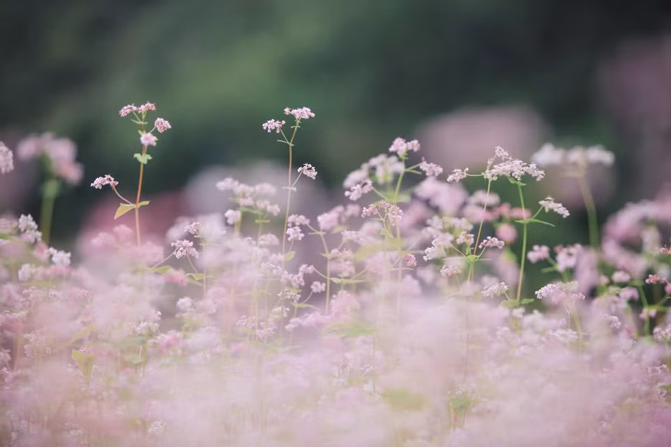 Le sarrasin est souvent considéré comme une alternative savoureuse et plus saine au blé. Une fois récoltées, les cultures peuvent être moulues en farine et de nombreuses régions du monde le font, telles que l'Inde, le Japon et la République de Corée. Riz, porridge, nouilles, pains, crêpes, biscuits, gâteaux, peuvent tous être fabriqués à partir de farine de sarrasin. La jeune tige de cette fleur peut également être bouillie et utilisée comme légume, ou cuite avec du vin et du maïs pour produire un type de vin tout à fait unique. Il présente encore des avantages médicinaux et est parfois utilisé comme tronc pour l'alimentation du bétail. 