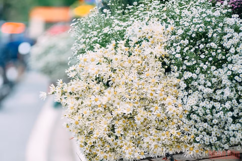 Pour les Vietnamiennes l’achat d’un bouquet pour embellir le salon est incontournable. Photo: Nhandan.vn