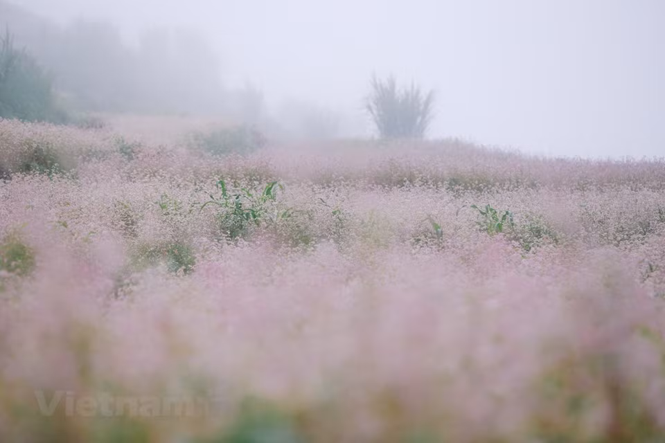 Les amoureux de la photographie ne pourront pas manquer les routes sillonnant les plus grands champs de sarrasin dans les districts de Quan Ba, Yen Minh, Dong Van et Meo Vac. Les champs de sarrasin se trouvent sur la route de Quan Ba, à environ 3 kilomètres de la colline de Bac Sum. Cet endroit offre des balançoires admirables ainsi que de jolies maisons miniatures et autres objets de décoration pour prendre des photos. Les couples nouvellement mariés affluent souvent à cet endroit pour profiter des moments touchants avec la couleur splendide des fleurs de sarrasin. C'est dans le village culturel Lung Cam que vous pouvez voir le plus de fleurs. 