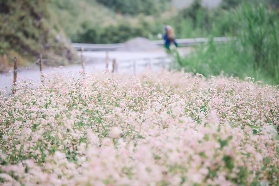 Située à l'extrême-Nord du Vietnam, la province montagneuse de Ha Giang (au Nord-Ouest) est bien connue pour la beauté de ses espaces naturels tels que le plateau de Dong Van, le col de Ma Pi Leng, les champs de sarrasin en fleurs... Non seulement connue pour des routes sinueuses nichées au pied de montagnes majestueuses et spectaculaires ou des belles vues dans des villages traditionnels des groupes ethniques locaux, la province de Ha Giang est aussi une destination de prédilection de nombre de touristes, vietnamiens comme étrangers, pour les saisons des fleurs de prunier, de pêche,…, en particulier la saison des fleurs de sarrasin. Photo: VietnamPlus