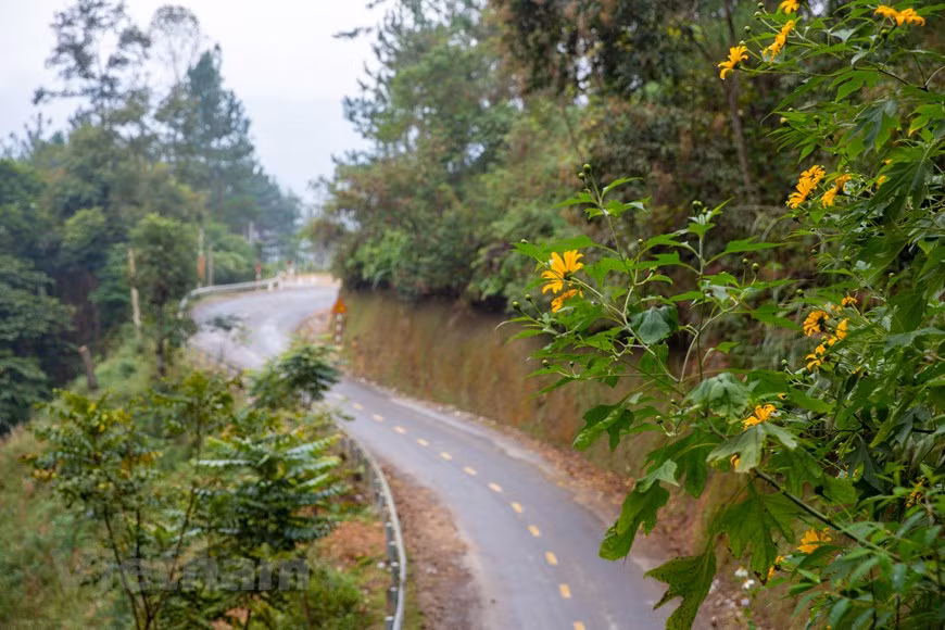  Le long des collines, des routes sinueuses longent d’innombrables forêts de pins, s’étendant sur des dizaines de kilomètres. Au loin, des petits villages H’Mong et Tay simples et paisibles parmi les arbres. Des fleurs jaunes aux couleurs vives ajoutent à la scène luxuriante pour que la forêt de pins de Yen Minh devienne brillante et rayonnante. En venant ici, on sera immergé dans une nature magnifique. On écoutera le bruissement de la forêt de pins chaque fois que le vent souffle, mélangé au chant des oiseaux. On admirera tous ses paysages pittoresques. Photo : Vietnamplus 