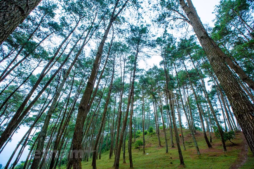  En explorant la forêt de pins Yen Minh, on peut randonner sur les chemins de terre rouge ou s'asseoir sur les herbes vertes pour profiter de moments paisibles. Yen Minh est également un lieu idéal pour enregistrer de belles et romantiques photos de voyage. Quand le soleil brille, les rayons solaires traversent les feuillages de la pinède, créant une scène féerique. Allongez-vous sur l’herbe verte luxuriante, levez les yeux vers le ciel bleu clair et les chaines de montagnes. Profitez de l’air frais, de la nature pour oublier tous les soucis de la vie. Photo : Vietnamplus 