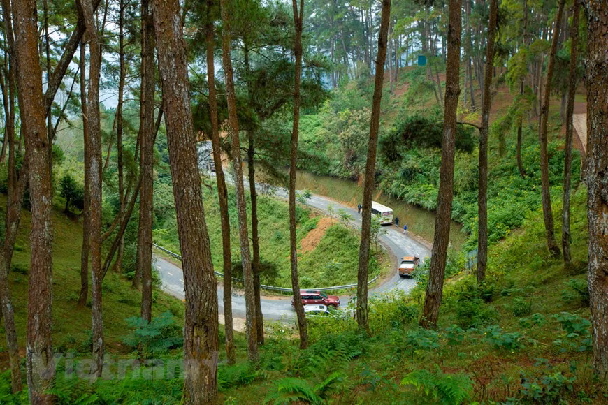  Au moment d’atteindre le territoire de la commune Na Khe, on se sent comme perdu dans un pays des pins. Des pins sont très grands et droits avec des feuilles vertes en forme d’aiguilles. À Yen Minh, les pins sont immanquablement plantés s’étendant de la commune de Na Khe jusqu’à la ville de Yen Minh. Les pins, malgré la pluie et les tempêtes, continuent de progresser et sont devenus une forêt protectrice pour les habitants. Quand on entre dans la forêt de pins de Yen Minh, on se sont très loin des tracas et du bruit de la vie urbaine. On peut alors profiter de l’air frais au sein des forêts de pins et des pelouses luxuriantes. Photo : Vietnamplus 