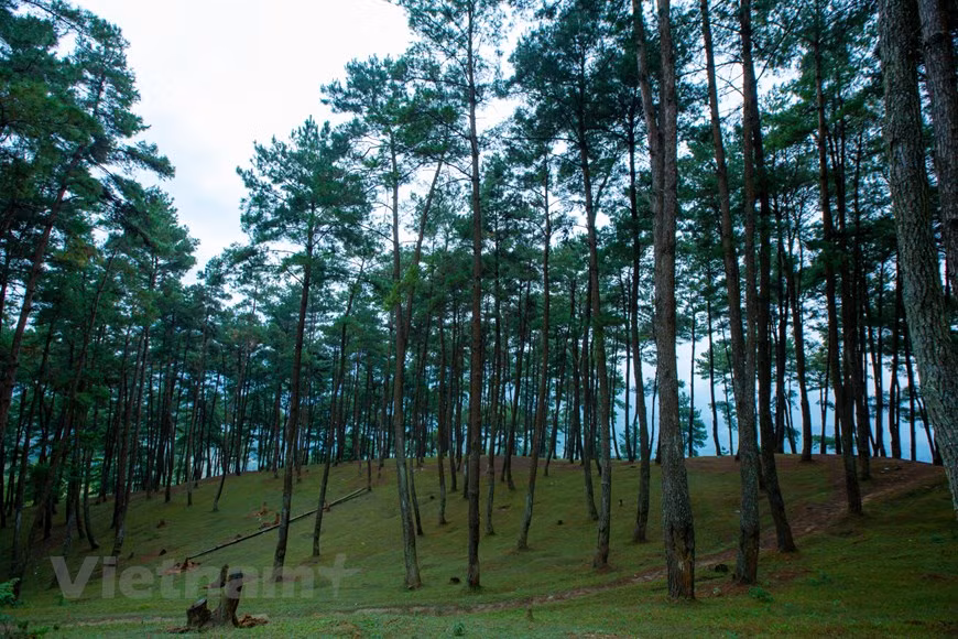  La forêt de pins Yen Minh est également un lieu idéal pour des activités amusantes et des pique-niques. On peut également organiser des jeux de groupe, des activités de camping, des fêtes en plein air, des réunions entre amis, en famille et autres moments de plaisir et de bonheur. Lors de l’organisation d’un pique-nique, veillez à utiliser le feu de manière appropriée et en toute sécurité pour éviter des incendies de forêt. Il est conseillé d’apporter des réchauds à gaz compacts si on a l’intention de camper et d’organiser des fêtes en plein air. Photo : Vietnamplus 