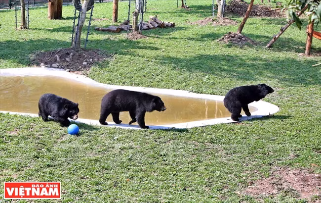 Chaque zone semi-naturelle dispose d’un bassin où les ours peuvent se baigner.