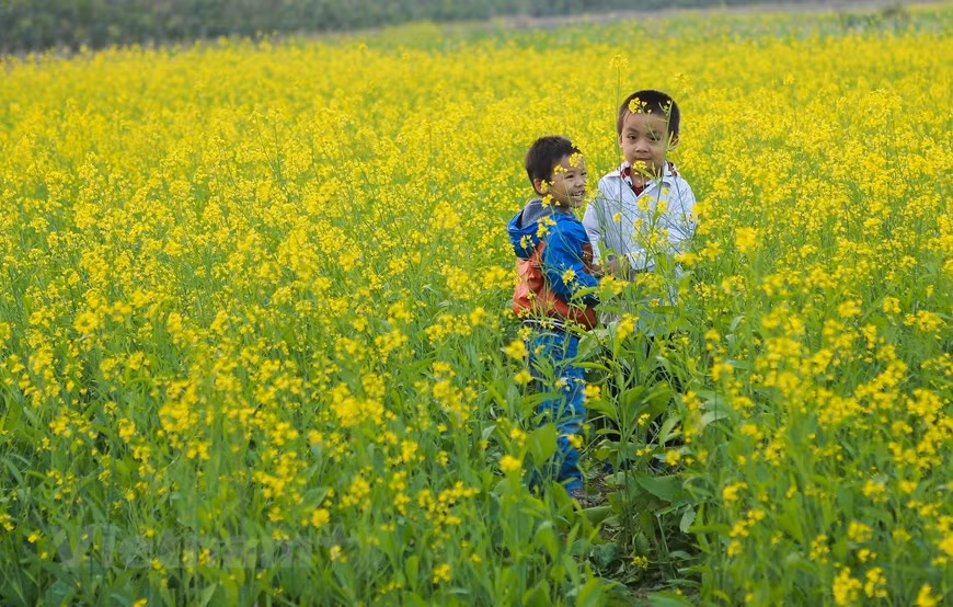  Ces fleurs représentent la vivacité, car elles s’ouvrent durant les semaines les plus froides de l’année. Photo: Vietnam+ 