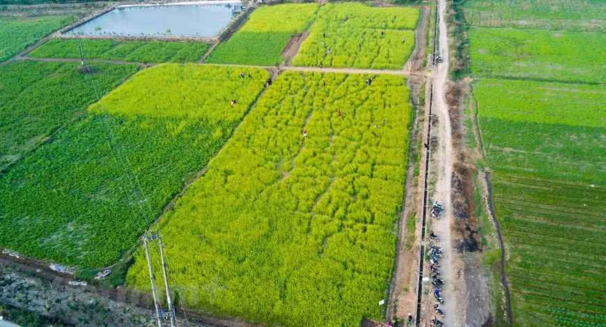  La floraison des choux jaunes à Trau Quy arrive le plus tôt à Hanoï. Photo: Vietnam+ 