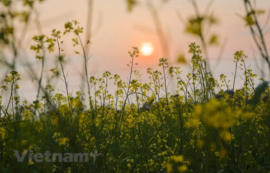  Photo: Vietnam+ 