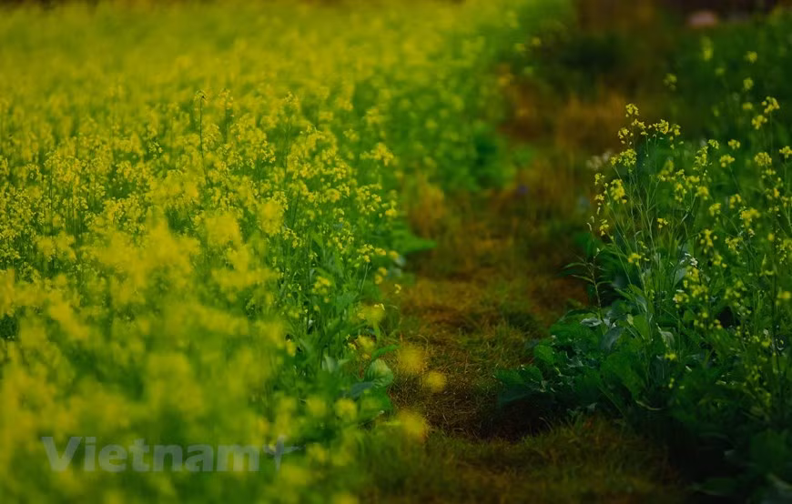  Photo: Vietnam+ 