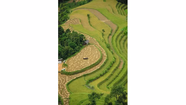  À Hoàng Su Phi en automne, la nature offre un magnifique spectacle. 