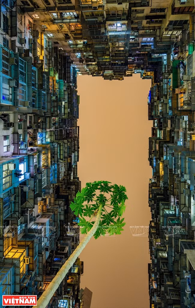  1er prix: “Bougeon de vie” de Tran Vu Quang Huy (Ho Chi Minh-Ville)