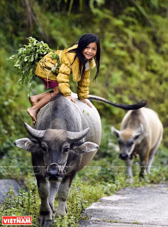  Prix de consolation: « Pâtre », de Chu Viet Bac (Ha Giang)