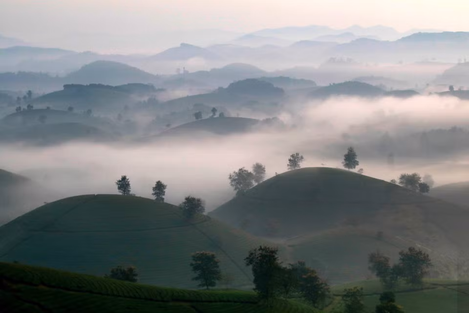 Situées dans le district de Tan Son, dans la province septentrionale de Phu Tho, les collines de thé de Long Coc sont parmi les plus belles du pays. Photo: VNA