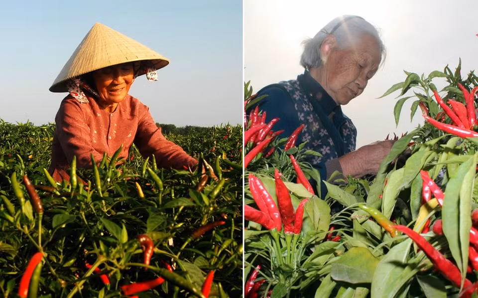 Les similitudes entre les deux vieilles femmes à côté des piments rouges à Quang Ngai (gauche) et au Hebei, en Chine. 