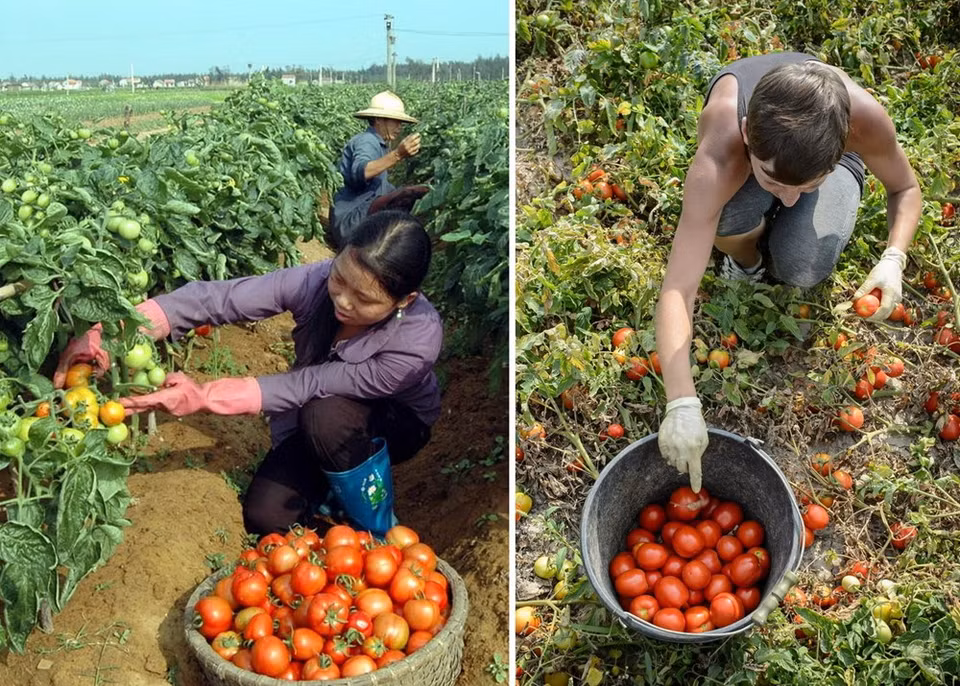 La récolte de tomates à Nghe An (gauche) est très semblable avec la récolte de ce fruit en Pologne. 