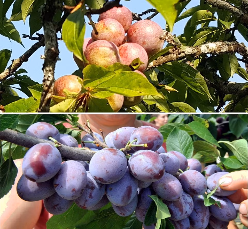 Des prunes mûres de Bac Ha (en haut) sont plus séduisantes que celles cultivées à Bühl, en Allemagne, qui ressemblent à une grappe de raisins. 