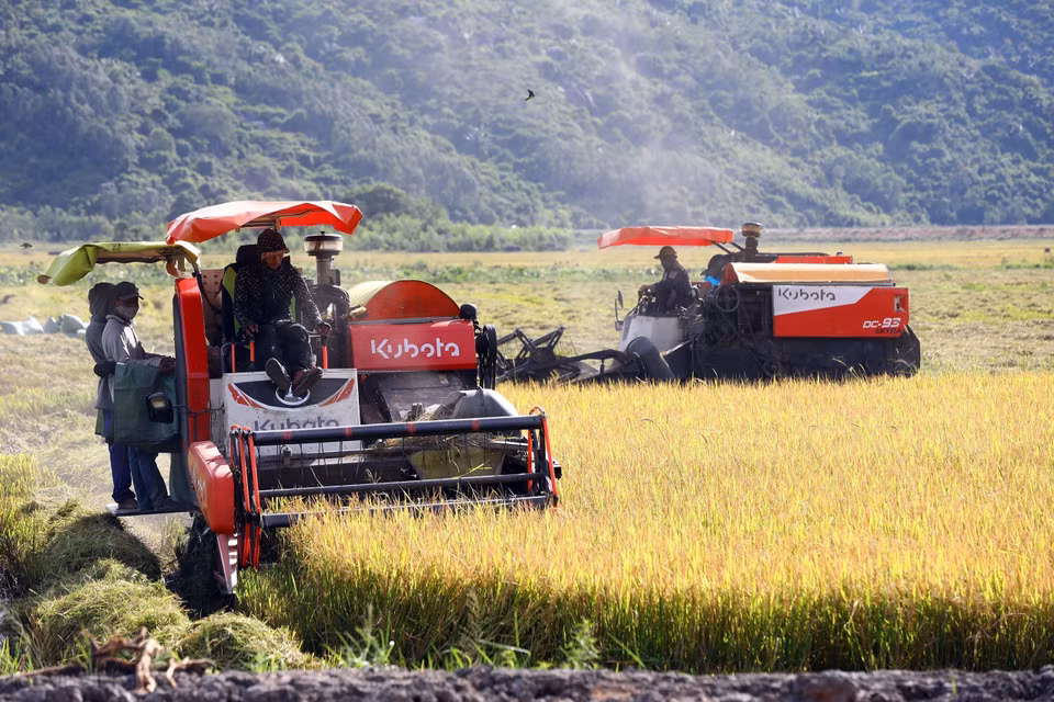 Récolte du riz d'été-automne dans la ville de Dong Hoa. Photo : VNA