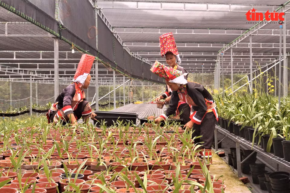 Des femmes d'une ethnie minoritaire de la commune de Dong Van s'occupent des fleurs à la Coopérative florale de Binh Lieu. Photo : Journal Tin Tuc (Informations)