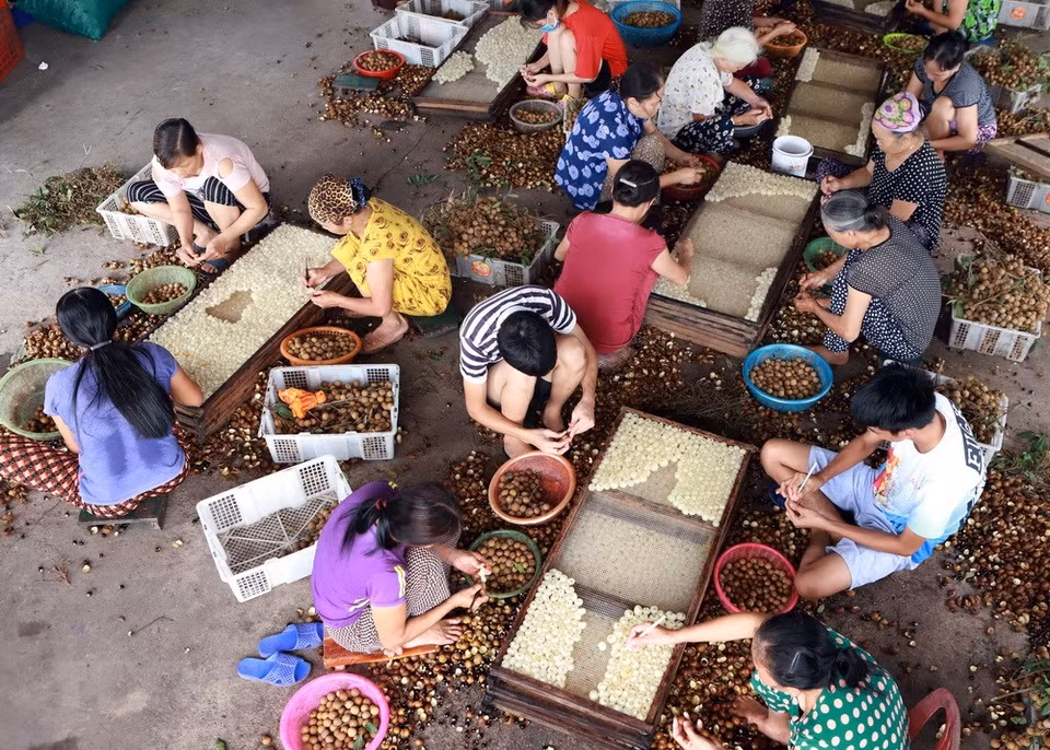 Les longanes sont aussi séchés. Chaque année, la famille de l’agriculteur Ngo Van Vinh au hameau de Ne Chau, commune de Hong Nam, ville de Hung Yen, sèche environ 200 tonnes de longanes fraîches et crée des emplois à 60 travailleurs locaux.